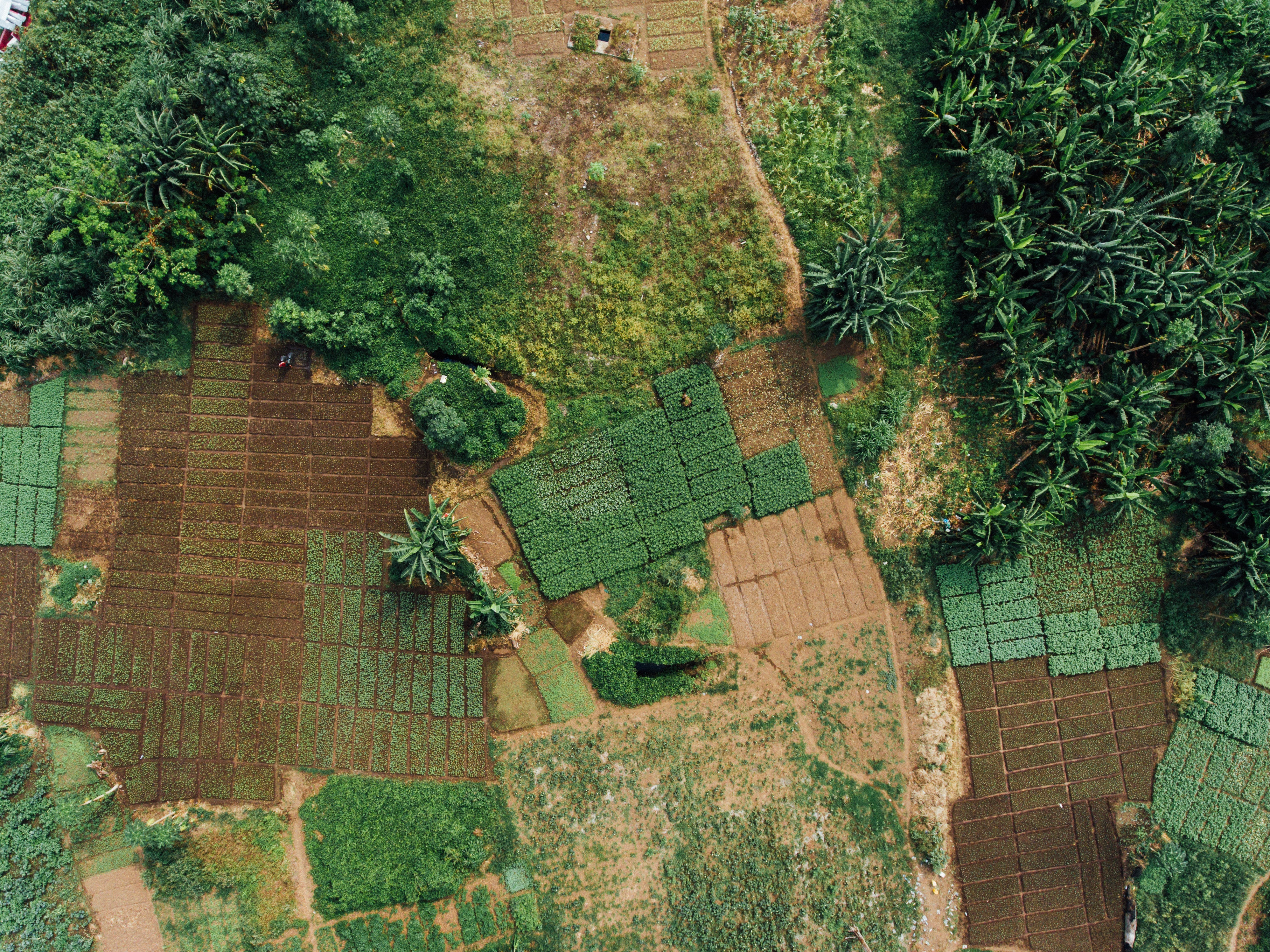 farm fields in Nigeria view from above