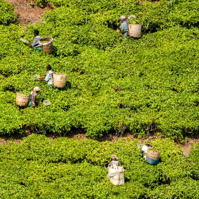 Agriculture in Tanzania
